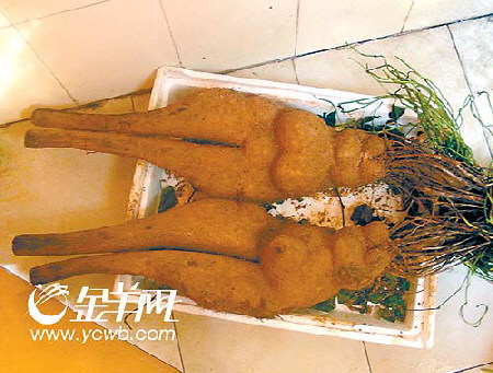 又见人形何首乌 未知是真还是假