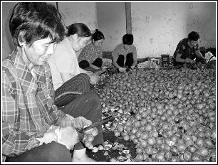 2000多名群众积极参与核桃脱绿皮劳务加工(图