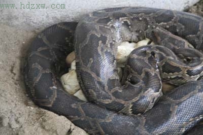泉州东湖公园小蟒蛇出世