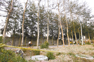 路北绿阴路南枯枝