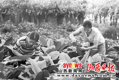 迎两节太原花卉苗木数量品种大大增多(图)