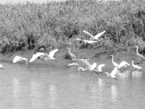 爱心化诗句 白鹭舞湿地