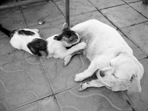 动物世界真疯狂 小狗给花猫当奶妈