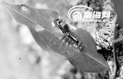 光秃枝长出茂叶 海口大规模虫害得到有效控制