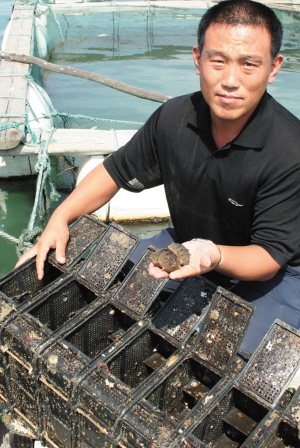 吊笼养海参全国出了名