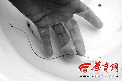 怪<em>虫</em>遇水如<em>丝</em> 离水如铁(图)_新闻中心_新浪网