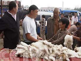 獭兔的利润有多大