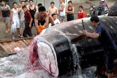 8米巨鲨撞进渔网