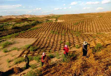 宁夏自治区累计治理沙化土地达47万公顷(图)