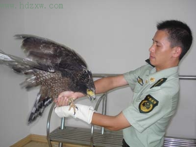 蛇雕闯农家悠闲地漫步