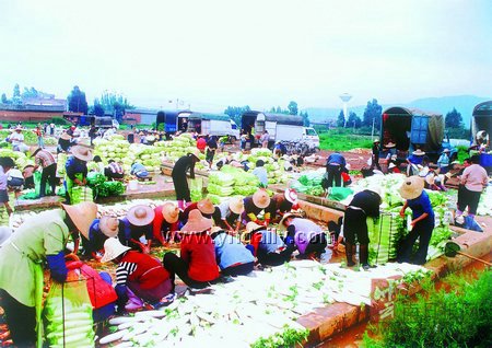 晋宁县晋城镇大力发展蔬菜产业