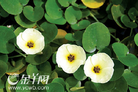 罂粟是绝对禁止种植的