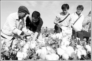 新疆学生拾棉花引争议(图)