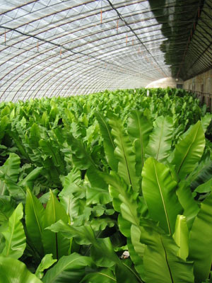 黄金周大运河畔赏花摘果 通州首届花卉节举办