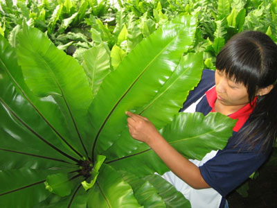 植物鸟巢蕨在今天开幕的通州首届花卉节上亮相