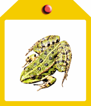 《西溪湿地两栖类、爬行类动物图谱》