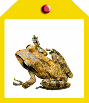 《西溪湿地两栖类、爬行类动物图谱》