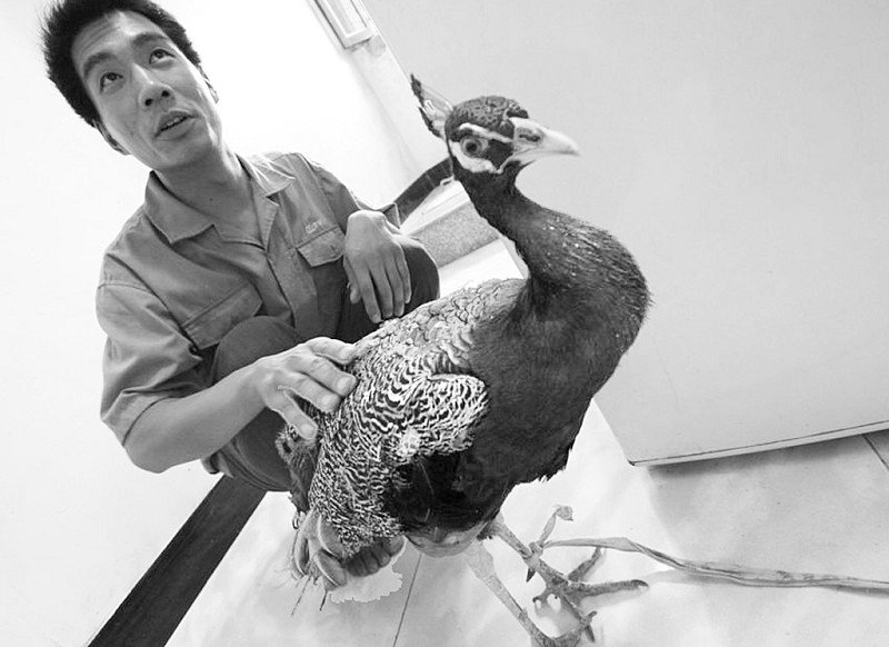 灌口:孔雀光着屁股散步