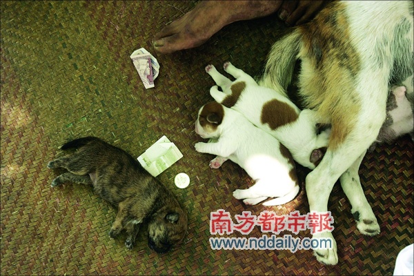 可爱的小狗特别惹人喜欢,不时地有人给小狗扔钱,这几天老汉的收入也翻番了。本报记者陈以怀摄 本报讯(记者庄树雄)64岁的安徽老人李术贤在深圳街头乞讨几年了,他没给自己办暂住证,但不忘给跟随自己一起流浪的狗狗咪咪办了狗牌。前不久,咪咪生下七只小狗,陪着李术贤在街头乞讨的大小9只狗引来路人关注,乞讨来的钱倍增,可是也有人质疑,老人是否在利用狗赚钱,到底是他养狗,还是狗养他? 乞讨老人给爱狗上狗牌 哇,好漂亮的小狗!这几天从翠竹万佳商场对面人行道走过的人,都会被躺在树下草席上的9只狗狗吸