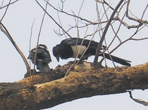 小喜鹊也跟大喜鹊学会了用嘴啄树皮(右图)