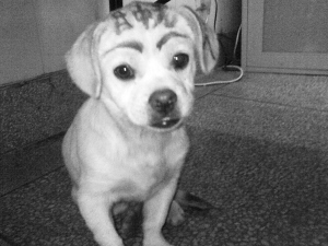 男主人狗头上怒批:目中无人