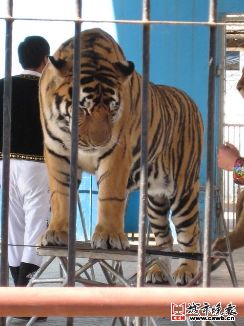 喂活体动物 动植物园叫停