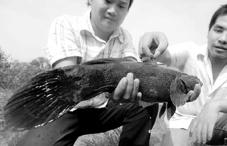 福州出现8个鱼鳍的鱼
