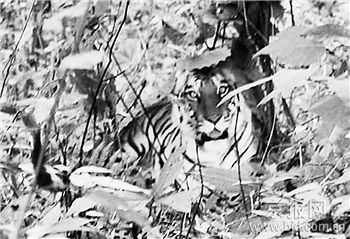 野生华南虎再现陕西安康