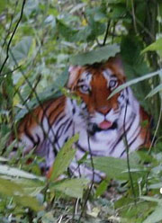 陕西惊现野生华南虎 打破华南虎灭绝论