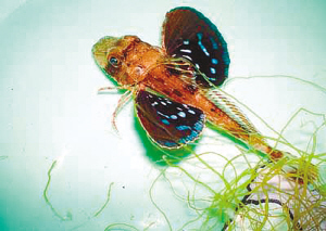 大连渔民捕怪鱼长着一对大翅膀