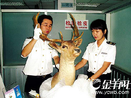 一南非鹿头标本深圳机场被截获