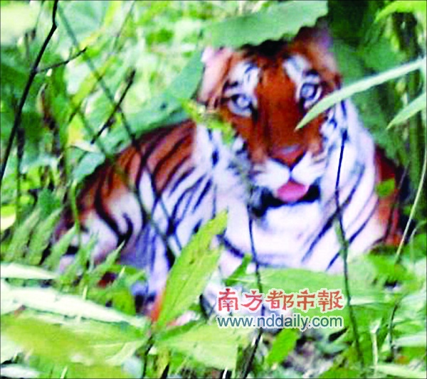 野生华南虎照片遭遇质疑