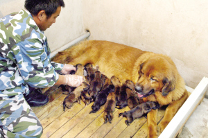 顺义一藏獒产下15只幼崽