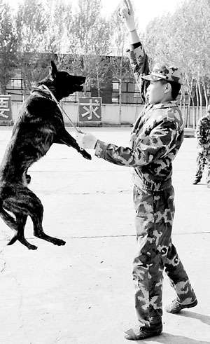 荷兰牧羊犬进入黑龙江警犬家族