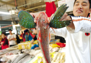 长了绿色翅膀的鱼_新闻中心_新浪网