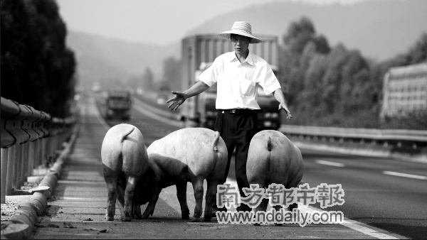 惠河高速上演人猪大战