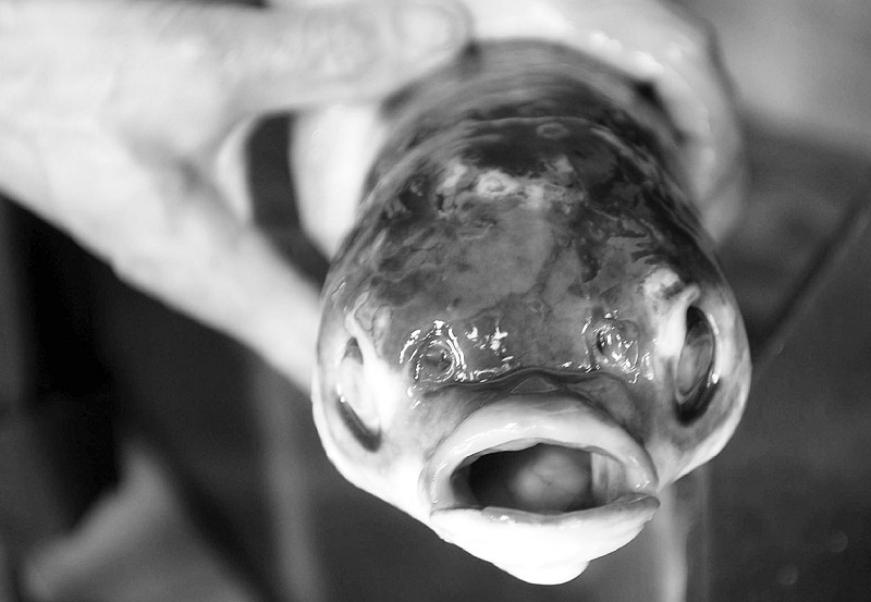 扁嘴草鱼吓人一跳难道是变种?