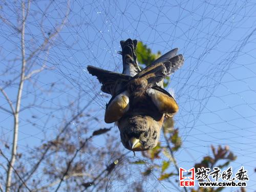 6000米粘网中 解救千只鸟