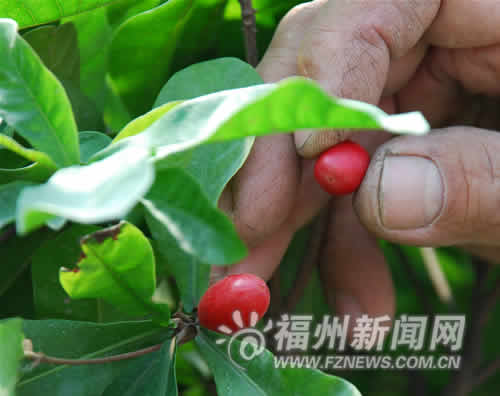 闽侯成功种植原产西非水果