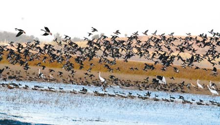 辽宁省将成立湿地保护专门机构