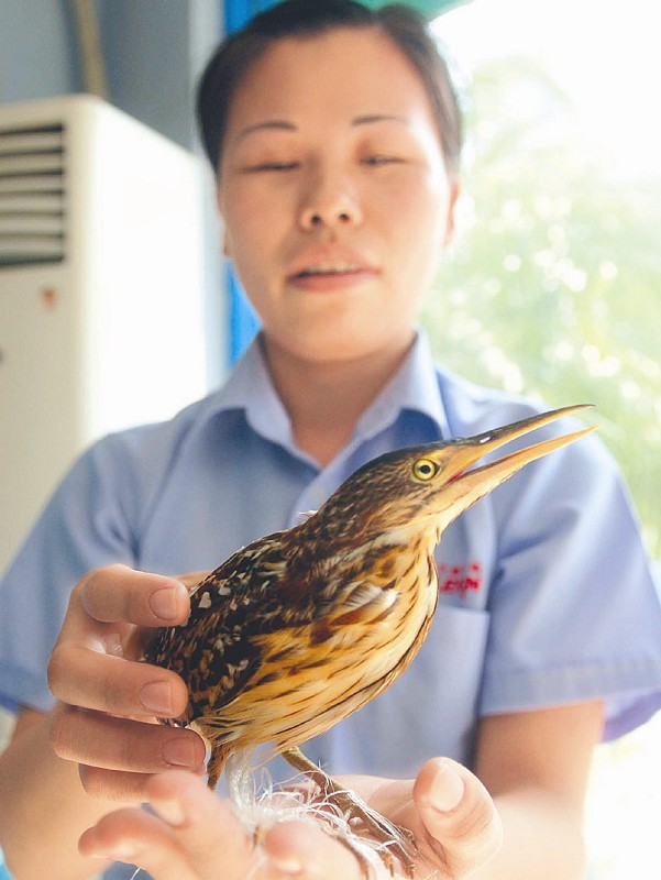 滨北:池鹭野蛮,撞上玻璃墙