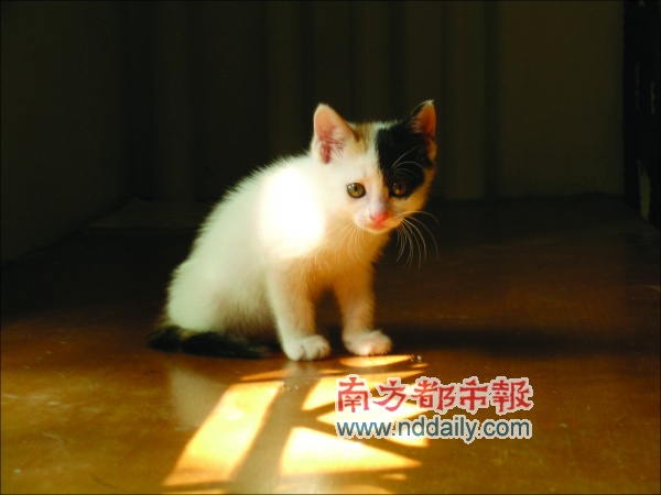 等待收养的柠檬丫头,眼睛是浅绿色的。本报记者吴志玲摄 本报讯(记者吴志玲)化海盗妆的大胆,喜欢疯玩的柠檬丫头,性子最温顺的问号姑娘今年20多岁的女孩斌斌(化名)亲昵地形容她最近准备送出的小猫三姐妹。在陆续收养十数只流浪猫后,斌斌觉得自家环境已经没法满足众猫的成长需要,开始在MSN、网站上发布信息为小猫找领养人。 一次买猫粮花掉近千元 二十多岁的斌斌在媒体上班,和男友马新在庙前西街租了三室一厅。2005年某个夏天,看到邻居弃之门外的小猫,从小就喜欢猫的斌斌忍不住抱回了家。两人从
