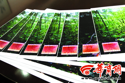 省林业厅展示周正龙华南虎胶卷及部分照片(图