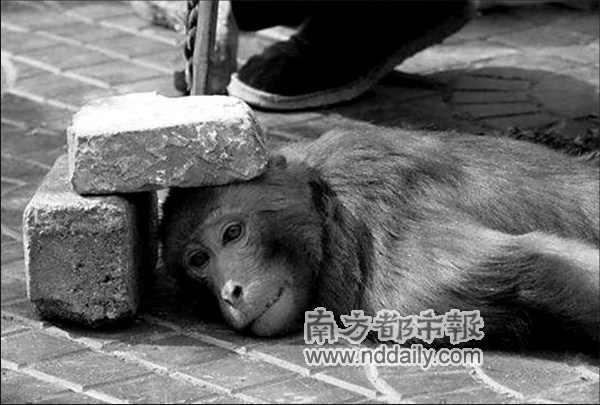 这只猴子应该没有练过铁头功吧