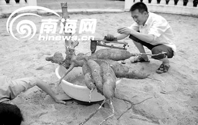小朋友今年1月刚种下 这棵木薯竟长到52斤!