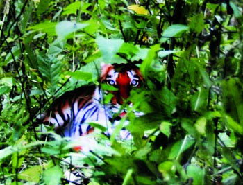 全球权威杂志《科学》将刊登争议华南虎照片