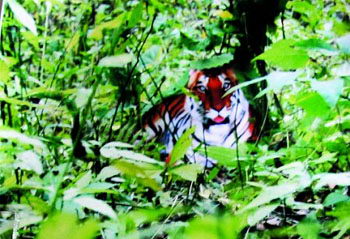 全球权威杂志《科学》将刊登争议华南虎照片