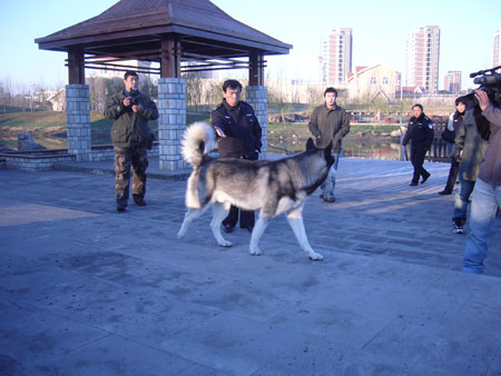 养犬证》和年检