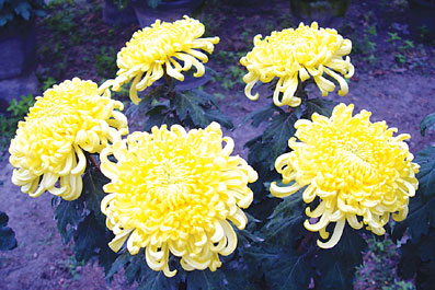 菊花仙子聚无锡选花魁