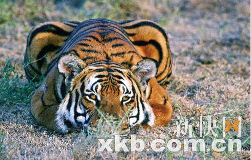 华南虎保护组织：老虎睡觉时或会半小时不动